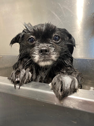 Post-bath zoomies explained - why dogs go wild after a wash