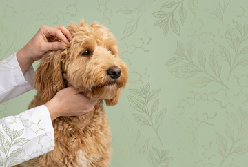Prebiotic vs Probiotic Dog Shampoo: What's the Difference?