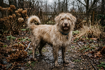 Muddy dog with a tangled, matted winter coat after a walk