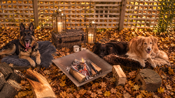 Autumn grooming for double coated breeds