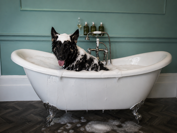 Dog Shampoo