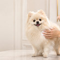 Luxury Prebiotic Dry Dog Shampoo  | Odour Control |250ml